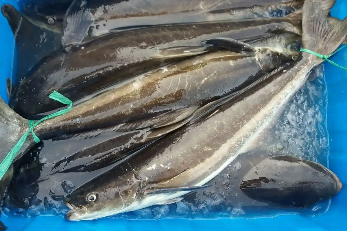 Cá bớp
