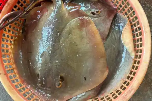 Cá đuối nghệ
