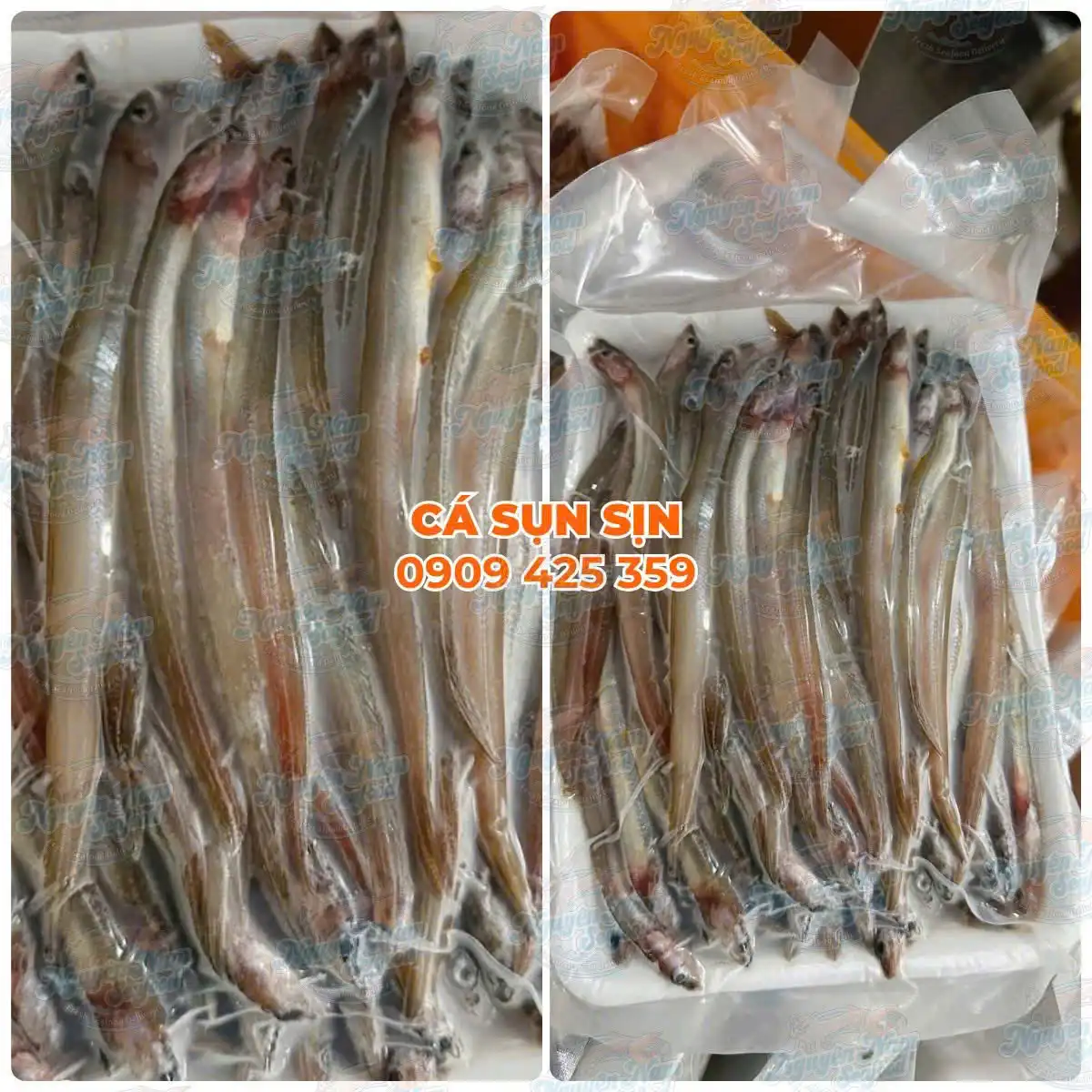 Cá sụn sịn tươi cấp đông