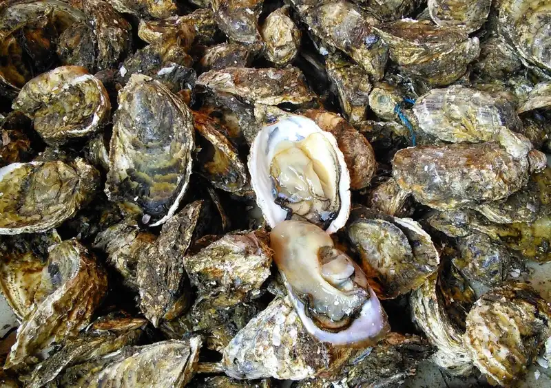 Hàu tươi sống