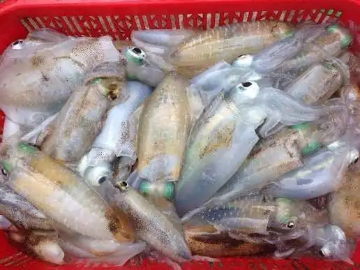 Mực lá
