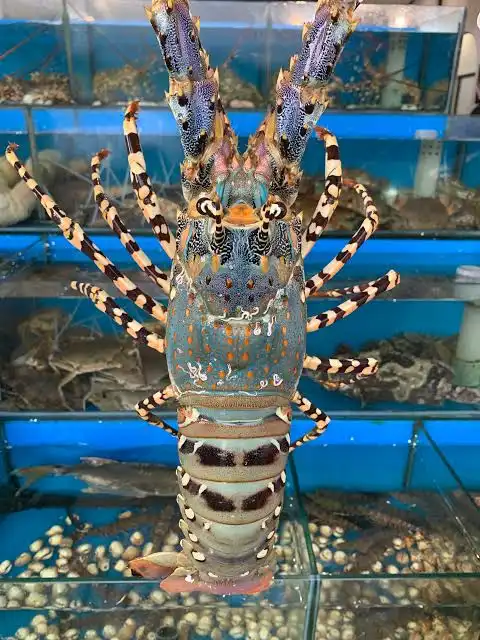 Tôm hùm